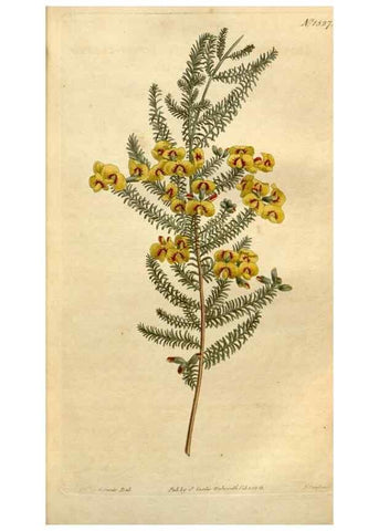Reproducción/Reproduction 35021621452: Curtis's botanical magazine.. London ; New York [etc.] :Academic Press [etc.]
