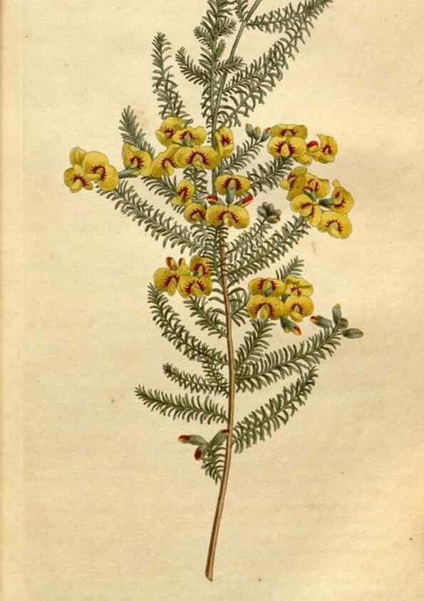 Reproducción/Reproduction 35021621452: Curtis's botanical magazine.. London ; New York [etc.] :Academic Press [etc.]
