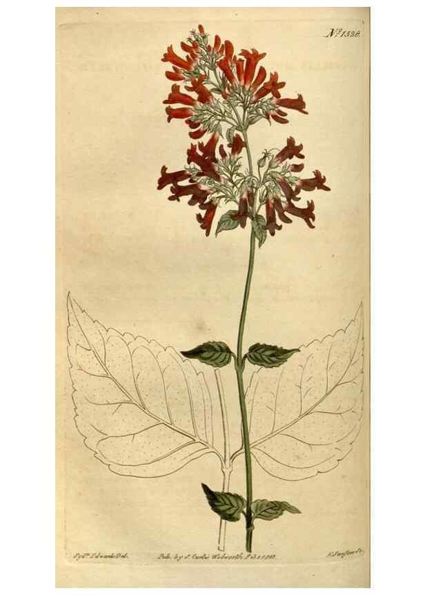 Reproducción/Reproduction 35056124001: Curtis's botanical magazine.. London ; New York [etc.] :Academic Press [etc.]