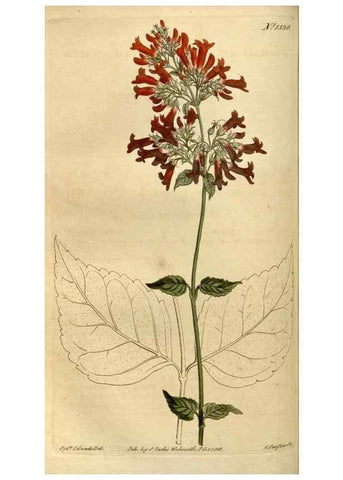 Reproducción/Reproduction 35056124001: Curtis's botanical magazine.. London ; New York [etc.] :Academic Press [etc.]