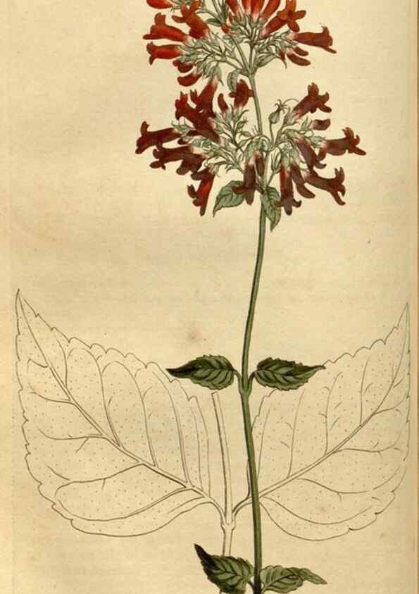 Reproducción/Reproduction 35056124001: Curtis's botanical magazine.. London ; New York [etc.] :Academic Press [etc.]