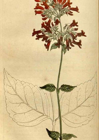 Reproducción/Reproduction 35056124001: Curtis's botanical magazine.. London ; New York [etc.] :Academic Press [etc.]