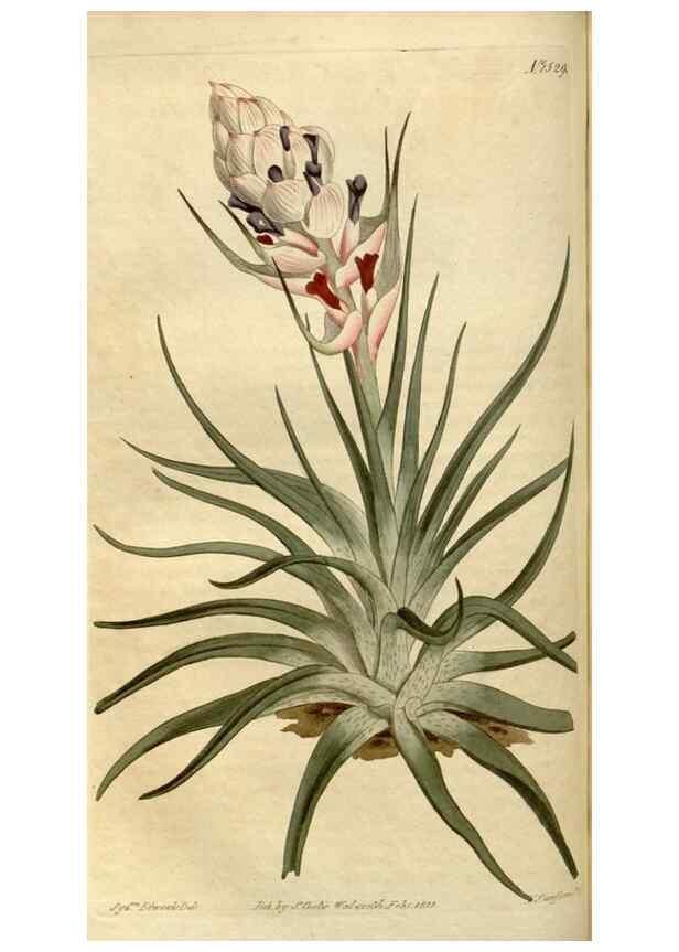 Reproducción/Reproduction 35056127381: Curtis's botanical magazine.. London ; New York [etc.] :Academic Press [etc.]