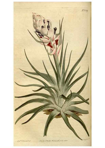 Reproducción/Reproduction 35056127381: Curtis's botanical magazine.. London ; New York [etc.] :Academic Press [etc.]
