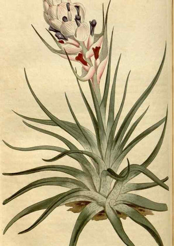 Reproducción/Reproduction 35056127381: Curtis's botanical magazine.. London ; New York [etc.] :Academic Press [etc.]