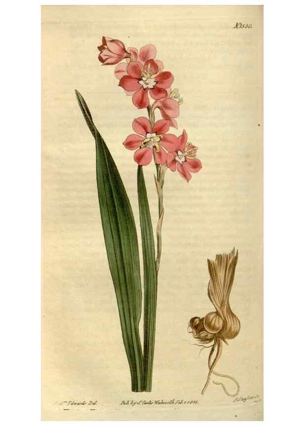Reproducción/Reproduction 35056130191: Curtis's botanical magazine.. London ; New York [etc.] :Academic Press [etc.]