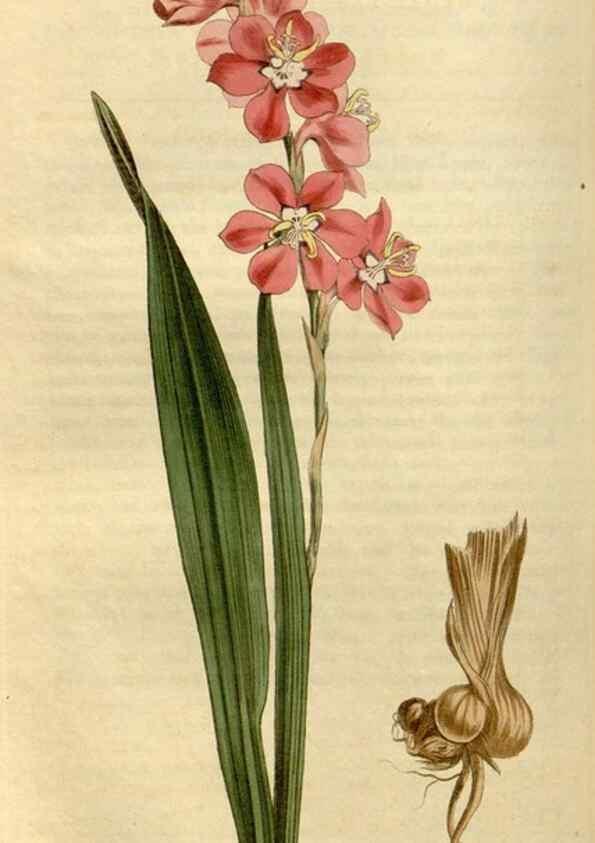 Reproducción/Reproduction 35056130191: Curtis's botanical magazine.. London ; New York [etc.] :Academic Press [etc.]