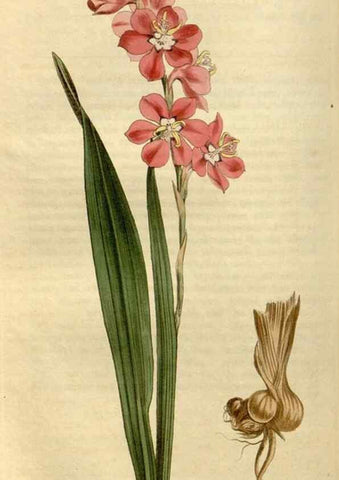 Reproducción/Reproduction 35056130191: Curtis's botanical magazine.. London ; New York [etc.] :Academic Press [etc.]