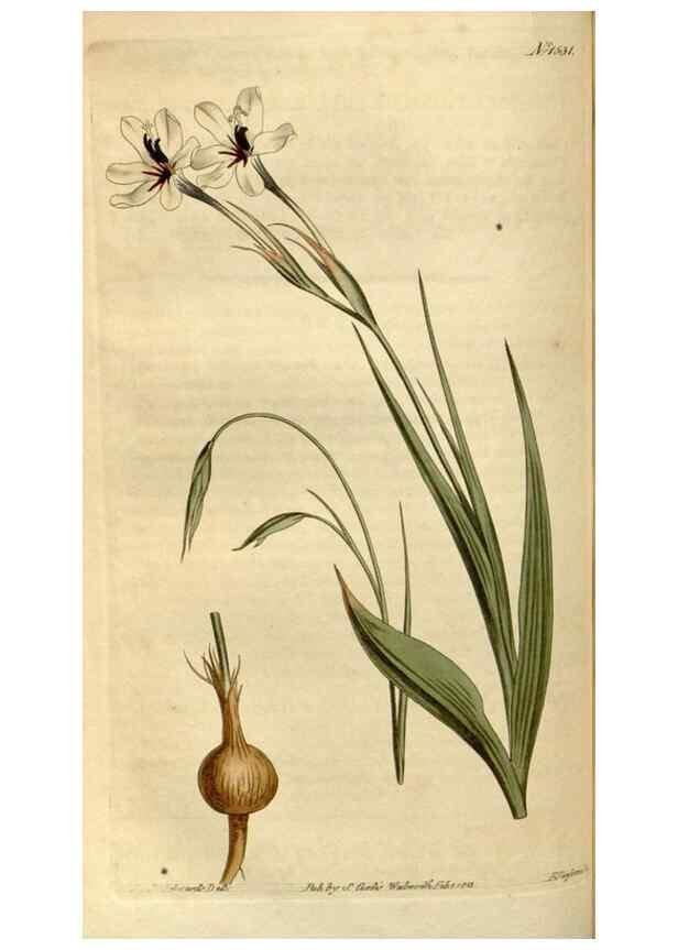 Reproducción/Reproduction 35056133301: Curtis's botanical magazine.. London ; New York [etc.] :Academic Press [etc.]