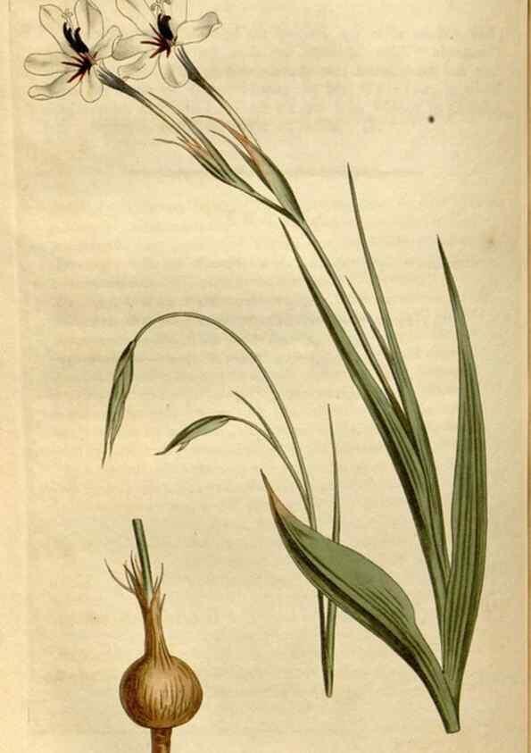 Reproducción/Reproduction 35056133301: Curtis's botanical magazine.. London ; New York [etc.] :Academic Press [etc.]
