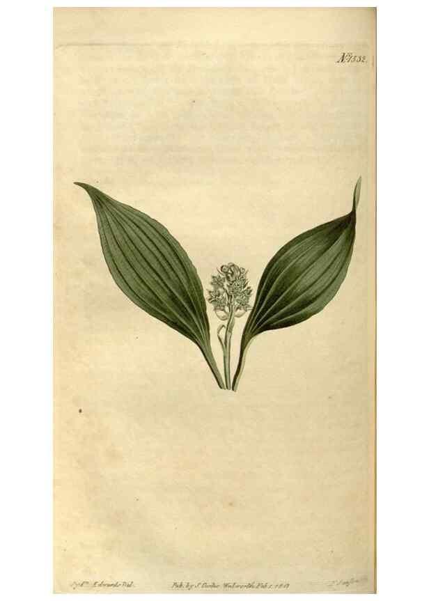 Reproducción/Reproduction 35186786435: Curtis's botanical magazine.. London ; New York [etc.] :Academic Press [etc.]