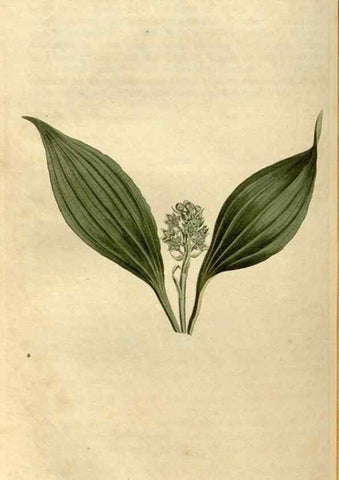 Reproducción/Reproduction 35186786435: Curtis's botanical magazine.. London ; New York [etc.] :Academic Press [etc.]