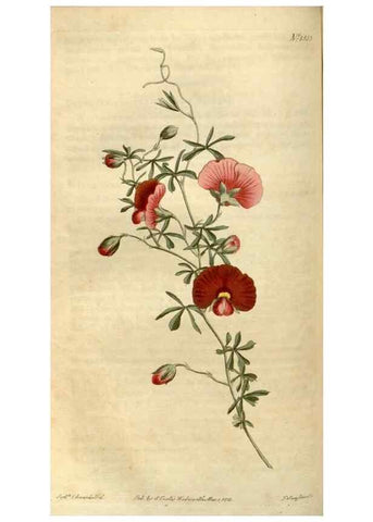 Reproducción/Reproduction 35056137801: Curtis's botanical magazine.. London ; New York [etc.] :Academic Press [etc.]