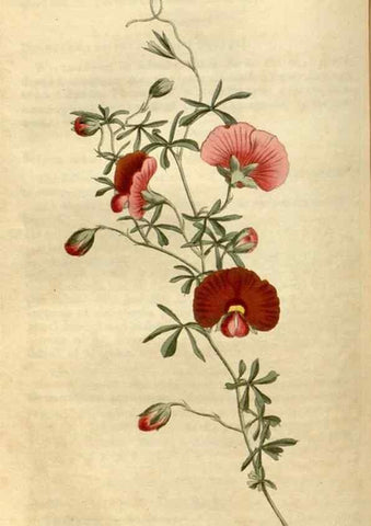 Reproducción/Reproduction 35056137801: Curtis's botanical magazine.. London ; New York [etc.] :Academic Press [etc.]