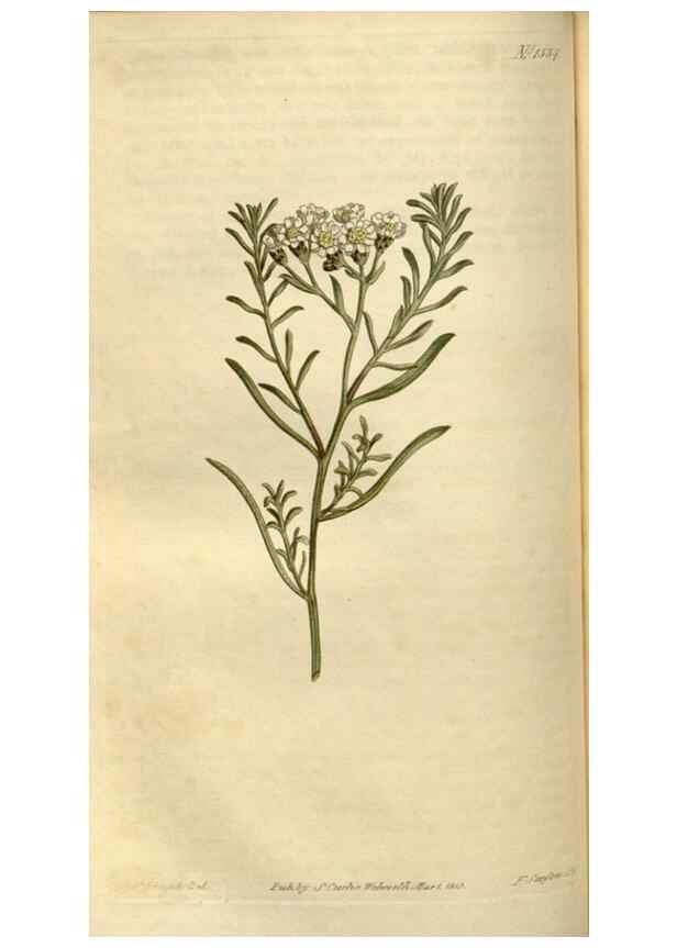 Reproducción/Reproduction 35056139801: Curtis's botanical magazine.. London ; New York [etc.] :Academic Press [etc.]
