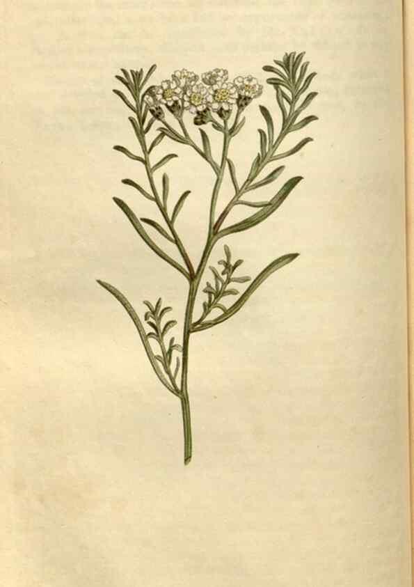 Reproducción/Reproduction 35056139801: Curtis's botanical magazine.. London ; New York [etc.] :Academic Press [etc.]