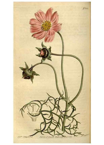 Reproducción/Reproduction 35056141791: Curtis's botanical magazine.. London ; New York [etc.] :Academic Press [etc.]