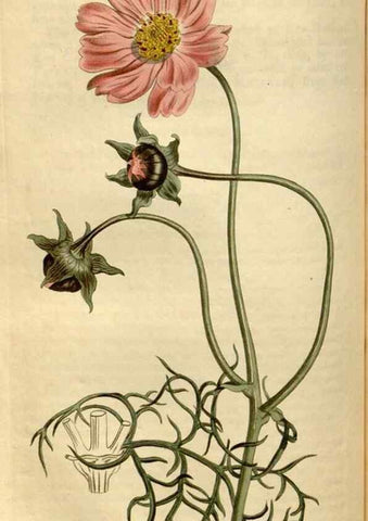 Reproducción/Reproduction 35056141791: Curtis's botanical magazine.. London ; New York [etc.] :Academic Press [etc.]