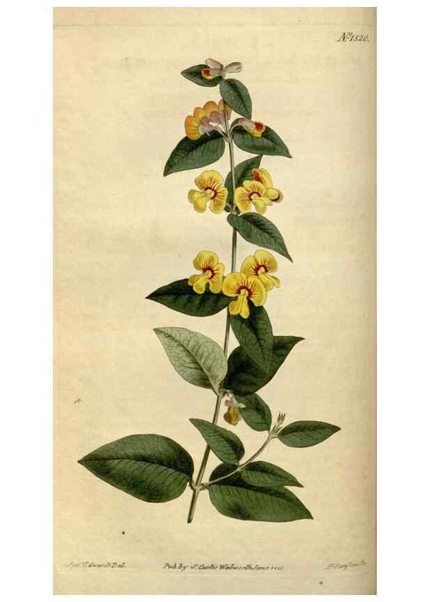 Reproducción/Reproduction 34377180163: Curtis's botanical magazine.. London ; New York [etc.] :Academic Press [etc.]