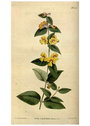 Reproducción/Reproduction 34377180163: Curtis's botanical magazine.. London ; New York [etc.] :Academic Press [etc.]
