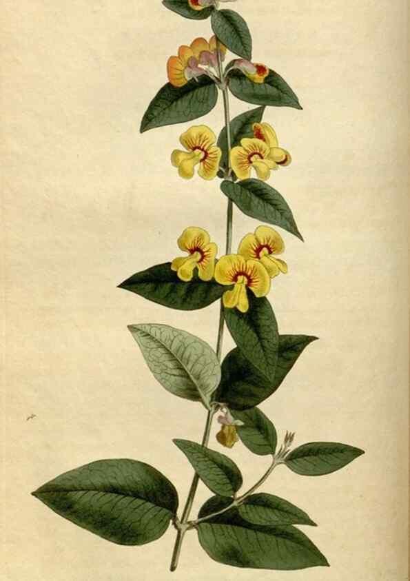 Reproducción/Reproduction 34377180163: Curtis's botanical magazine.. London ; New York [etc.] :Academic Press [etc.]