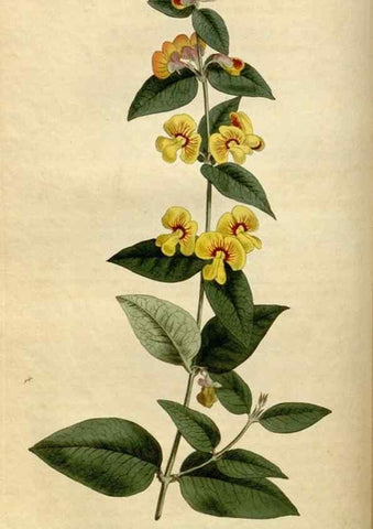 Reproducción/Reproduction 34377180163: Curtis's botanical magazine.. London ; New York [etc.] :Academic Press [etc.]