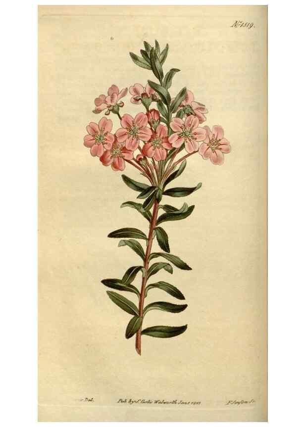 Reproducción/Reproduction 34800115890: Curtis's botanical magazine.. London ; New York [etc.] :Academic Press [etc.]
