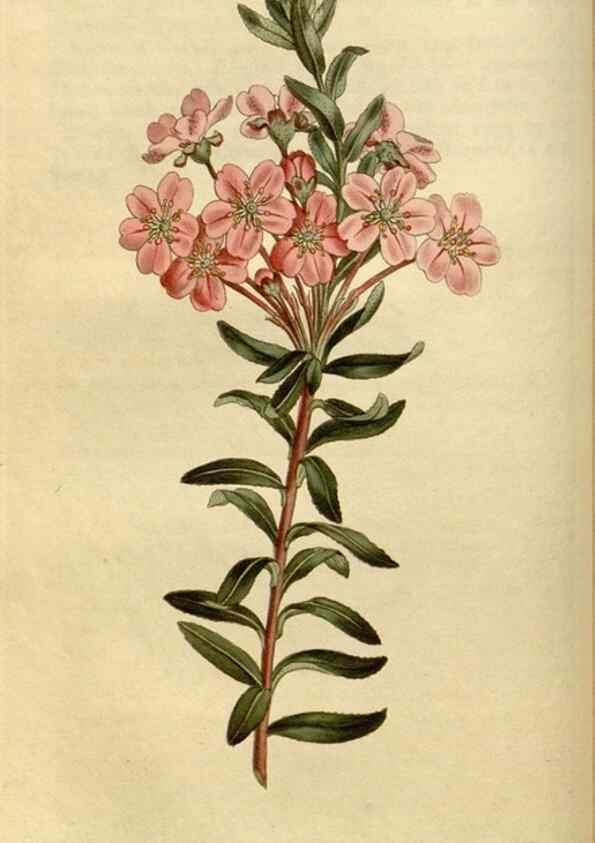 Reproducción/Reproduction 34800115890: Curtis's botanical magazine.. London ; New York [etc.] :Academic Press [etc.]