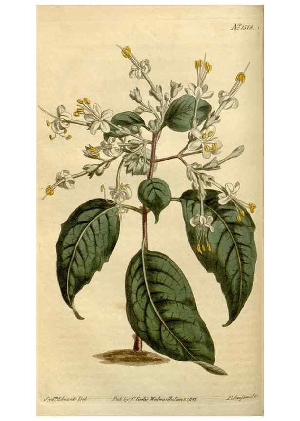 Reproducción/Reproduction 34800114830: Curtis's botanical magazine.. London ; New York [etc.] :Academic Press [etc.]