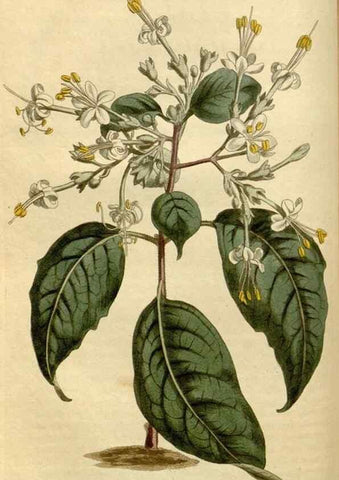 Reproducción/Reproduction 34800114830: Curtis's botanical magazine.. London ; New York [etc.] :Academic Press [etc.]