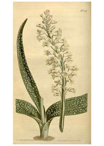 Reproducción/Reproduction 35021603812: Curtis's botanical magazine.. London ; New York [etc.] :Academic Press [etc.]