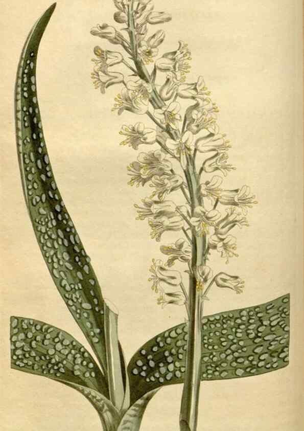 Reproducción/Reproduction 35021603812: Curtis's botanical magazine.. London ; New York [etc.] :Academic Press [etc.]