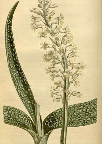 Reproducción/Reproduction 35021603812: Curtis's botanical magazine.. London ; New York [etc.] :Academic Press [etc.]