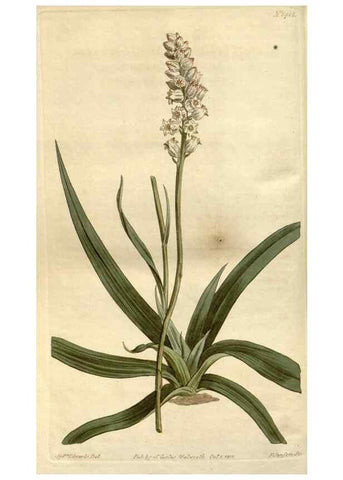 Reproducción/Reproduction 35005310322: Curtis's botanical magazine.. London ; New York [etc.] :Academic Press [etc.]