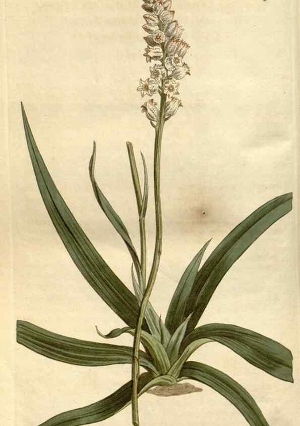 Reproducción/Reproduction 35005310322: Curtis's botanical magazine.. London ; New York [etc.] :Academic Press [etc.]