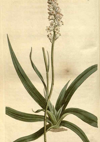 Reproducción/Reproduction 35005310322: Curtis's botanical magazine.. London ; New York [etc.] :Academic Press [etc.]