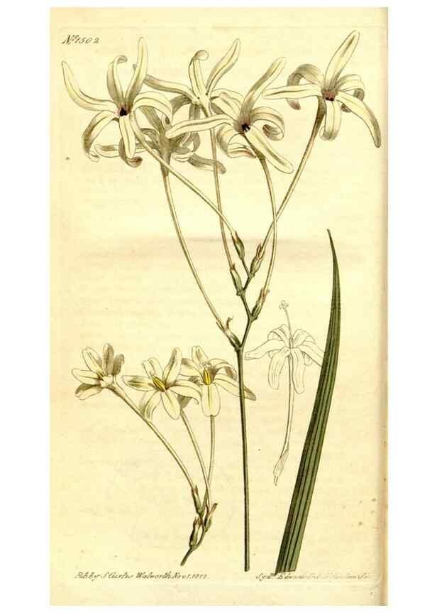 Reproducción/Reproduction 35186730665: Curtis's botanical magazine.. London ; New York [etc.] :Academic Press [etc.]