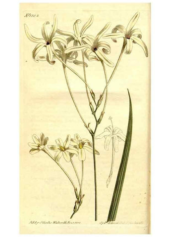 Reproducción/Reproduction 35186730665: Curtis's botanical magazine.. London ; New York [etc.] :Academic Press [etc.]