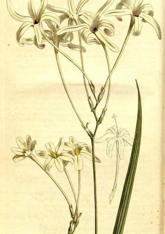 Reproducción/Reproduction 35186730665: Curtis's botanical magazine.. London ; New York [etc.] :Academic Press [etc.]