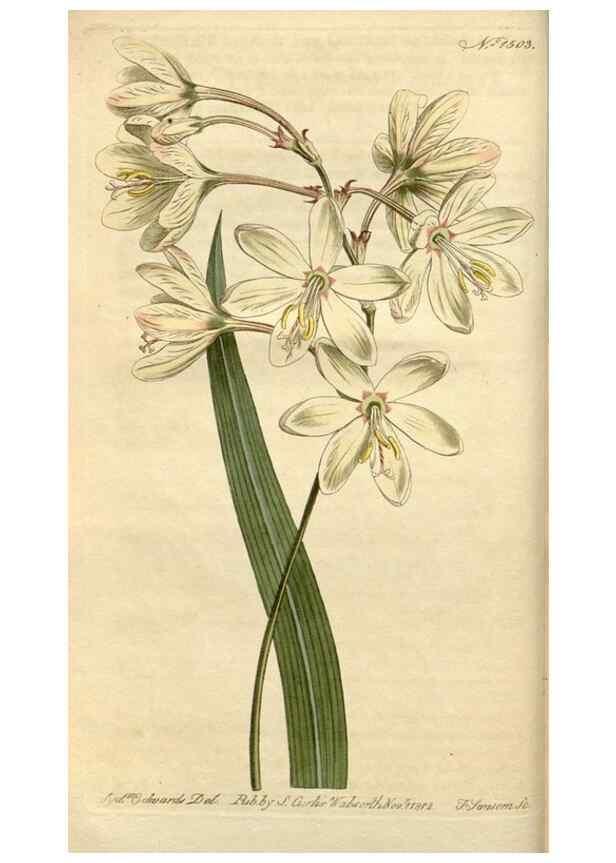 Reproducción/Reproduction 34800087730: Curtis's botanical magazine.. London ; New York [etc.] :Academic Press [etc.]