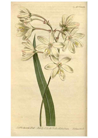Reproducción/Reproduction 34800087730: Curtis's botanical magazine.. London ; New York [etc.] :Academic Press [etc.]