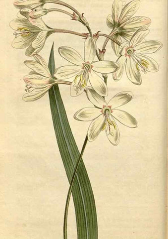 Reproducción/Reproduction 34800087730: Curtis's botanical magazine.. London ; New York [etc.] :Academic Press [etc.]