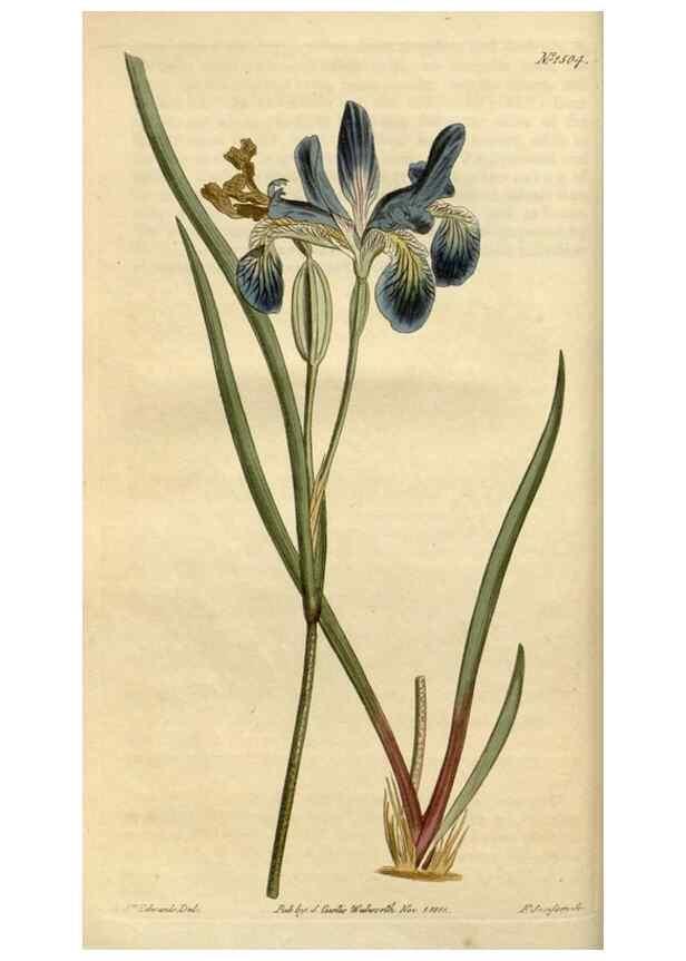 Reproducción/Reproduction 34800089900: Curtis's botanical magazine.. London ; New York [etc.] :Academic Press [etc.]