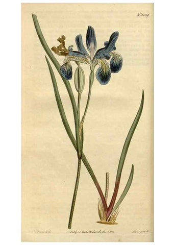Reproducción/Reproduction 34800089900: Curtis's botanical magazine.. London ; New York [etc.] :Academic Press [etc.]