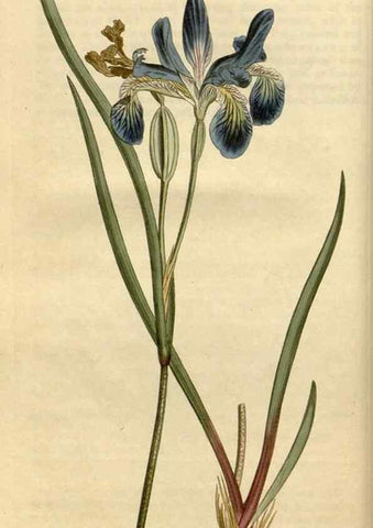 Reproducción/Reproduction 34800089900: Curtis's botanical magazine.. London ; New York [etc.] :Academic Press [etc.]