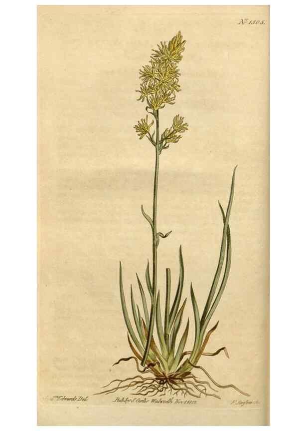 Reproducción/Reproduction 35186737495: Curtis's botanical magazine.. London ; New York [etc.] :Academic Press [etc.]