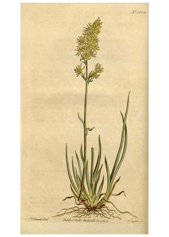 Reproducción/Reproduction 35186737495: Curtis's botanical magazine.. London ; New York [etc.] :Academic Press [etc.]
