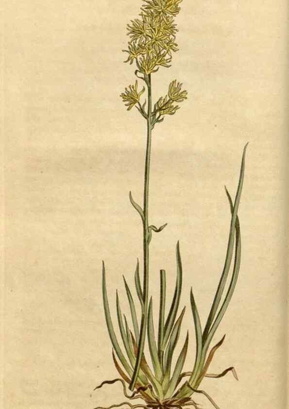 Reproducción/Reproduction 35186737495: Curtis's botanical magazine.. London ; New York [etc.] :Academic Press [etc.]