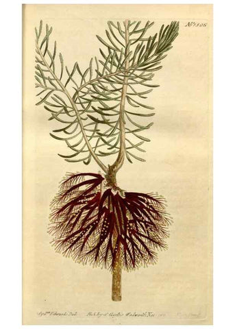 Reproducción/Reproduction 35186739545: Curtis's botanical magazine.. London ; New York [etc.] :Academic Press [etc.]