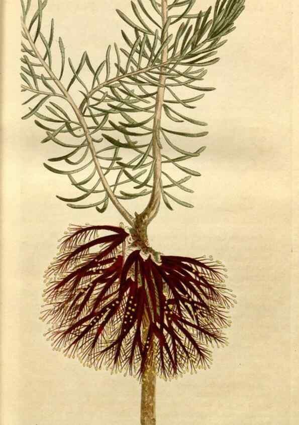 Reproducción/Reproduction 35186739545: Curtis's botanical magazine.. London ; New York [etc.] :Academic Press [etc.]